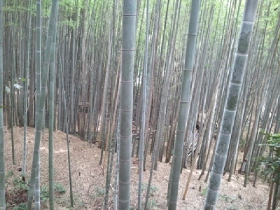 竹林06-22 .jpg
