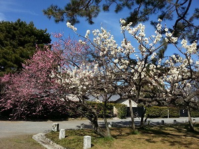 ・・・梅20140304_102604.jpg