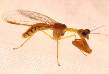 カマキリモドキｓ.jpg
