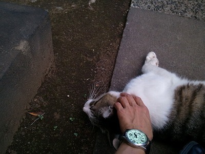 猫07-05.jpg