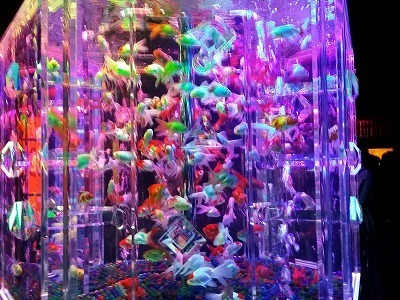 20150825 金魚