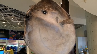 20151212_マンボウ.jpg