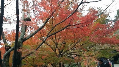 20161125紅葉.jpg