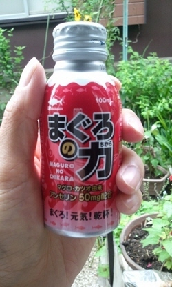 マグロの力06-12.jpg