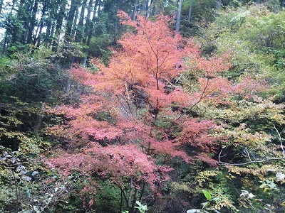 2012-11-12 15.28.09もみじ.jpg