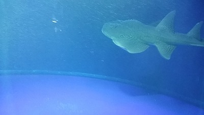 20150806_シノノメ.jpg
