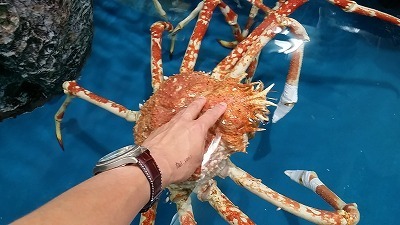 20160708　タカアシ.jpg
