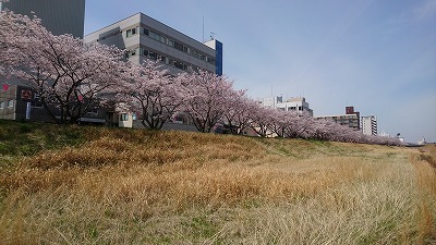2017.4.11桜川.jpg